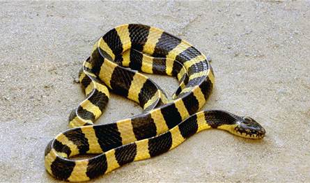 رصد ثعبان نادر شديد السمية.. شاهدوه (فيديو)  