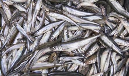 روسيا تفتح باب الترشح لشركاتها للصيد في المياه المغربية