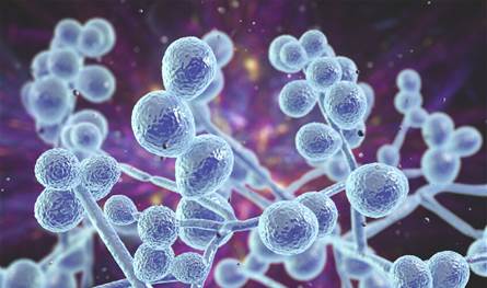 تحذير عالمي.. فطر قاتل مقاوم للأدوية يهدد الصحة في 61 دولة!