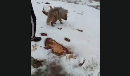 بالفيديو: مواطنون يتفاجأون بضبع مخطط في عكار