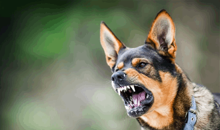 كلاب ضالة تُدخل الطالب يوسف إلى المستشفى... ما حصل معه مروّع