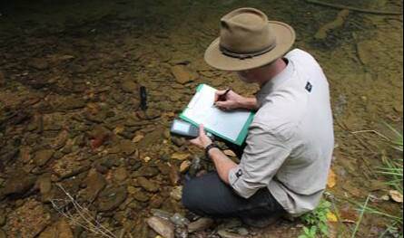 موطنها نهر واحد في أستراليا.. سمكة نادرة تواجه خطر الانقراض