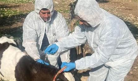 تحصين أكثر من 34 ألف بقرة ضمن الحملة الوطنية ضد الحمى القلاعية