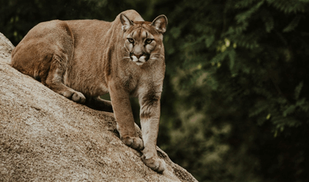 لأول مرة منذ 1999.. أسد جبلي يقضي على سائحة في أميركا