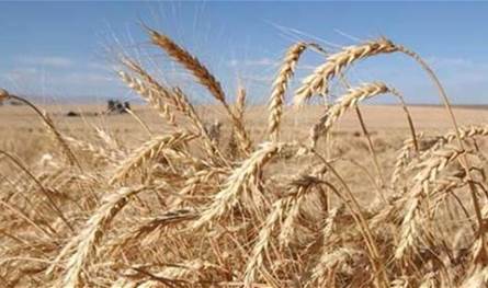 تراجع القمح الأوروبي مع ضعف التداول وسط عطلة رأس السنة