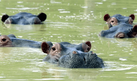 في كينيا.. مقتل 4 شبان في هجوم فرس نهر