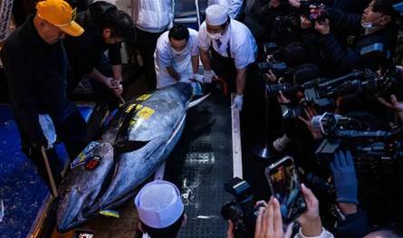 في المزاد الاول لعام 2026.. سمكة تونة تباع بـ3.2 مليون دولار في طوكيو