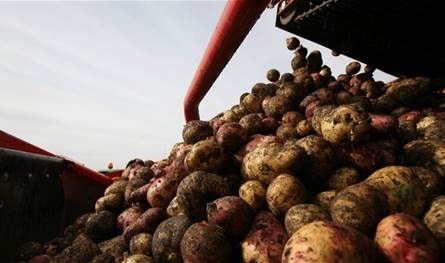 مناشدة لتأخيرة دخول البطاطا المصريّة إلى لبنان