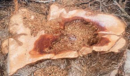 جمعية توجّه نداءً عاجلًا بشأن غابات اللزاب!