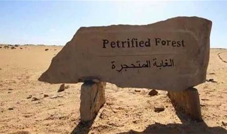 بعد صور أثارت ضجة… توضيح رسمي بشأن أشجار "الغابة المتحجرة"