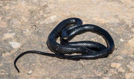 بعد سنوات من الاختباء.. اكتشاف ثعبان جديد في الهند 