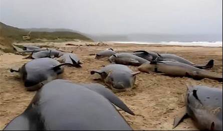 مأساة بحرية.. نفوق حيتان بعد جنوح جماعي في نيوزيلندا