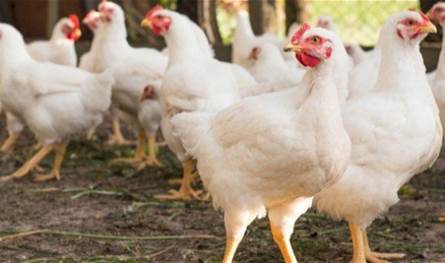 ما حقيقة إنتشار "إنفلونزا" الطيور في المزارع المصريّة؟