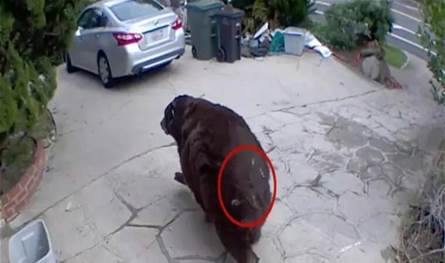 دب اختبئ 37 يوما في أحد المنازل.. هكذا تم إخراجه (صور)