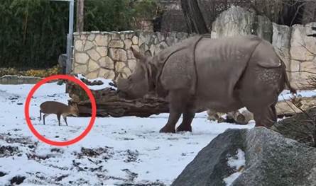 غزال يتحدى وحيد قرن ضخم.. شاهدوا الفيديو