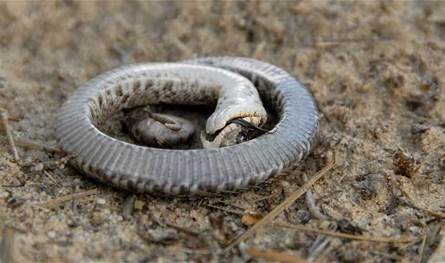 يمثل الموت ويخدع أعداءه… قصة ثعبان غير مؤذٍ