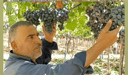 العنب اللبناني يبحث عن السوق