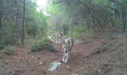  في هذه المنطقة.. كاميرات توثق عودة الذئاب الرمادية