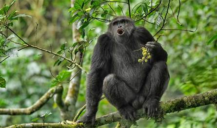 الشمبانزي يكشف سر المراهقين… لماذا يزداد السلوك الخطِر؟