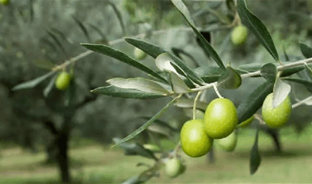 اعتداءات يومية على أراضي الكورة… مزارعو الزيتون يطالبون بتدخل أمني عاجل