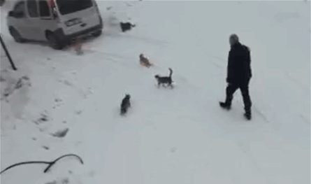 مختار تركي يبقى في قريته المهجورة لرعاية الحيوانات الضالة