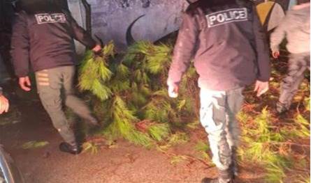 بعد سقوط شجرة ضخمة على سيارات متوقفة أمام مدرسة.. بلدية طرابلس تتحرك (صور) 