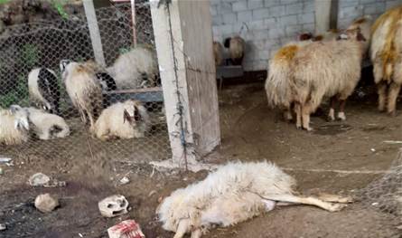 نفوق خراف في بلدة مشتى حمود