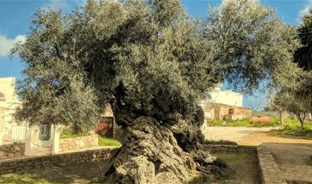 في كريت اليونانية… أقدم شجرة زيتون حية في العالم ما زالت تُثمر (فيديو)