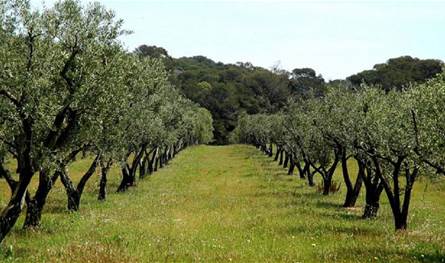 بعد قرار تمديد فترة عمل النواطير العامين.. بيان لجمعية مزارعي الزيتون في الكورة