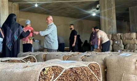 "الريجي" تبدأ في 21 كانون الثاني بتسلّم محاصيل التبغ في البقاع