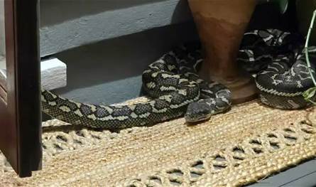 كابوس الصباح.. امرأة تستيقظ على ثعبان عملاق فوقها