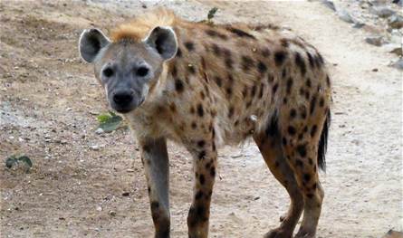 ضبع بري يتجوّل على أطراف بلدة في عكار (فيديو)