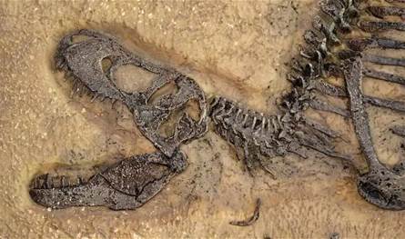 ليس كما تخيّلناه… تيرانوصور ريكس احتاج عقوداً ليصبح سيد المفترسات