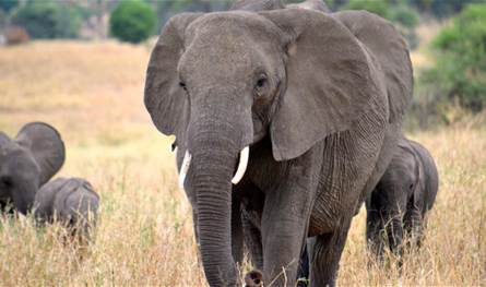 رعبٌ في الهند... فيل قتل 22 شخصاً بينهم أطفال والسكان تركوا منازلهم!