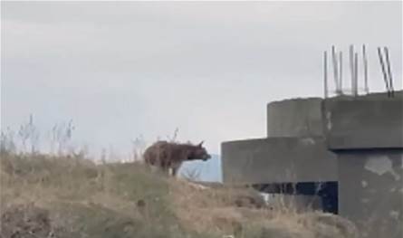 بشأن "ضبع عكار"... بيانٌ لمصلحة الزراعة