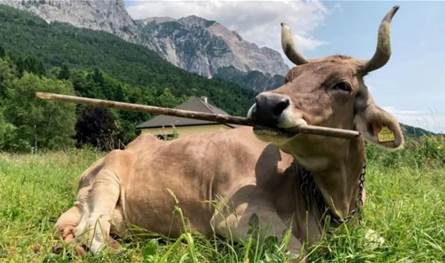 بقرة تستخدم الأدوات بذكاء استثنائي