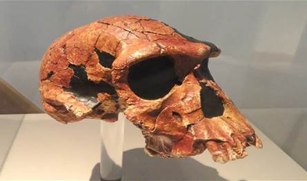 اكتشاف هيكل عظمي لـ"هومو هابيليس" في كينيا