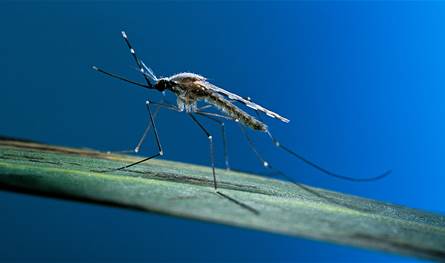 مفاجأة.. دواء لاضطرابات الدم يفتح أفقاً جديداً لعلاج الملاريا الشديدة!