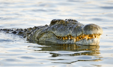 خلال السباحة.. تمساح هاجم شابا