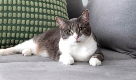 لماذا تصر قطتك على الجلوس في مكانك المفضل؟