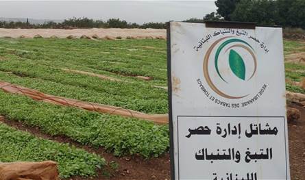 انطلاق أعمال لجان شراء التبغ في البقاع