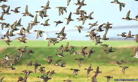 معيتا "غدي" و"حماية الطبيعة" تطالبان بحظر أطباق الطيور البرية في المطاعم