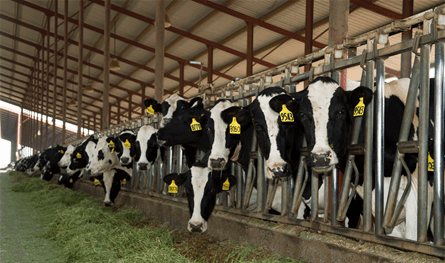 في لبنان.. أبقار وعجول مهرّبة والقوى الامنية تتحرك