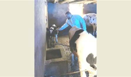 حملة التحصين ضد الحمى القلاعية تدخل مرحلتها الثانية