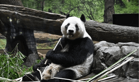 للمرة الأولى منذ نصف قرن.. اليابان من دون حيوان الباندا