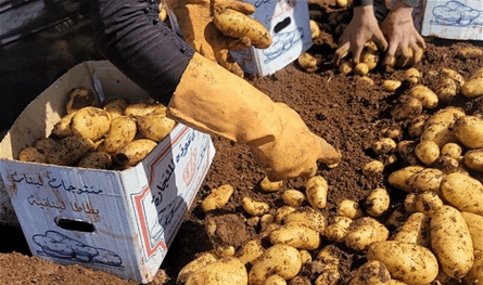 عن سعر البطاطا في السوق.. قرار لوزارة الزراعة
