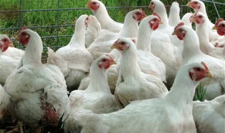 لبنان – الدجاج أرخص من كيلو الطماطم