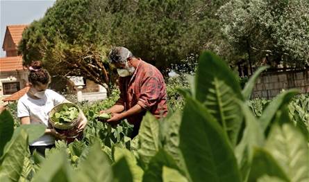 "ضربة" تطالُ "زراعة لبنان".. ونداء من "رئيس اتحاد الفلاحين"