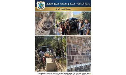 وزارة الزراعة تتحرك...مصادرة ضبع في عمشيت