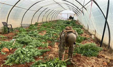 الجيش ضبط مخدرات وأتلف 14 خيمة مزروعة بالماريجوانا